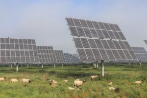 des moutons dans l'herbe près de panneaix solaire, agrovolltaisme et élévage