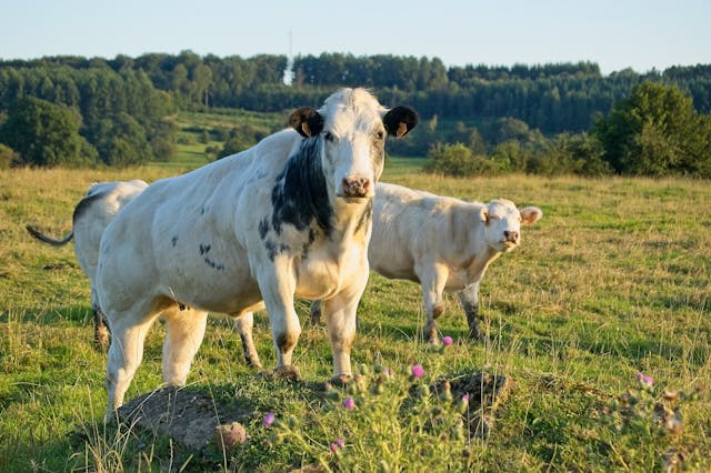 deux vaches dans un pré, agrovoltaisme et élévage